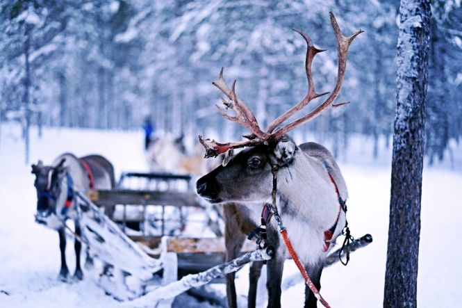 Reindeer. Photo by Norman Tsui on Unsplash