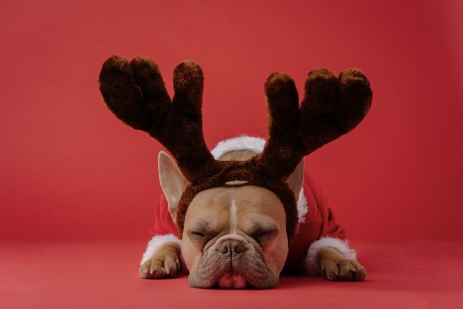 A sleeping Christmas doggo. Photo by Karsten Winegeart on Unsplash