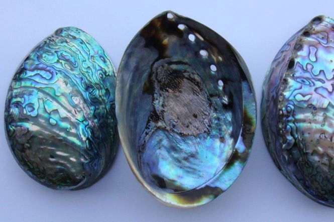 Polished paua shells. Photo by Doka54. Cropped from original. Public domain. 