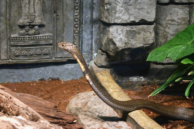 King cobra at the Katraj Snake Park. Photo by Greg Hume, licensed under CC BY-SA 3.0