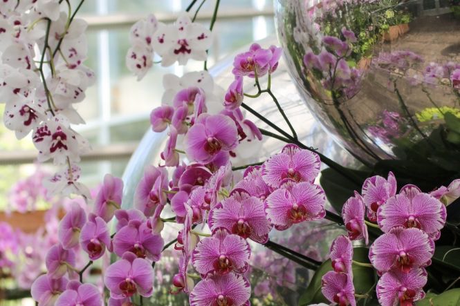 Atlanta Botanical Garden. Photo from https://www.facebook.com/atlantabotanicalgarden