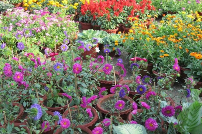  Acharya Jagadish Chandra Bose Indian Botanic Garden. Photo from https://www.facebook.com/profile.php?id=100066901283093