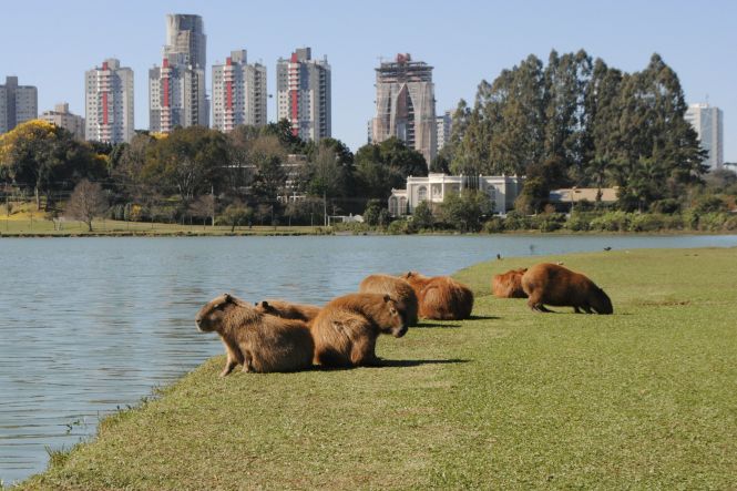 Capivaras descansam à beira do lago em Curitiba. Foto: Marcelo Harassen do Ó, Unsplash