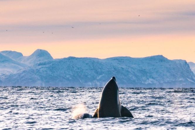 Troms&oslash;, Norway. Photo from https://www.facebook.com/VisitTromso