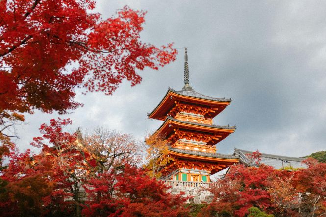 清水寺。写真：Lorenzo Castellino（Pexelsより）